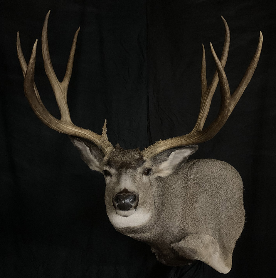 Working at the taxidermy shop