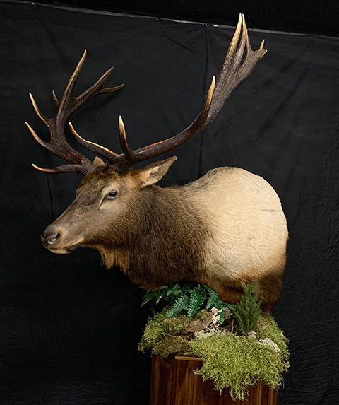 Foothills Taxidermy Pricing