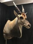 Eland shoulder mount