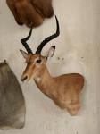 Impala Wall pedestal mount