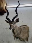 Kudu wall pedestal mount