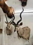 Waterbuck and kudu wall pedestal mount