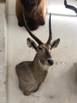 Waterbuck Wall pedestal mount