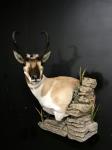 Antelope Wall Pedestal With Habitat