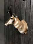 Pronghorn Antelope