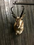 Pronghorn Antelope
