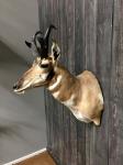 Pronghorn Antelope