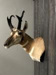 Pronghorn Antelope