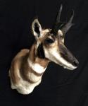 Pronghorn Antelope