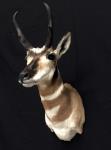 Pronghorn Antelope