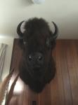 American Bison
