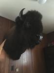 American Bison