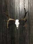 Full Skull Mount