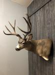 Blacktail Deer Wall Pedestal