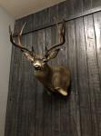 Blacktail Deer Wall Pedestal