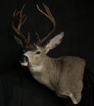 Blacktail Deer Pedestal Mount