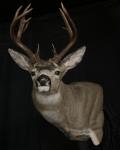 Blacktail Deer Pedestal Mount