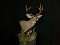 Blacktail Deer Pedestal with habitat
