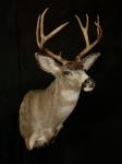 Blacktail Deer Shoulder Mount