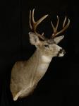 Blacktail Deer Shoulder Mount