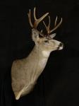 Blacktail Deer Shoulder Mount