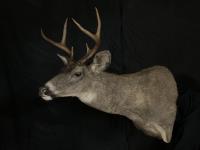 Blacktail Deer Shoulder Mount