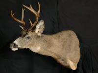 Blacktail Deer Shoulder Mount