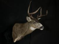 Blacktail Deer Shoulder Mount