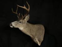 Blacktail Deer Shoulder Mount