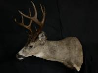 Blacktail Deer Shoulder Mount
