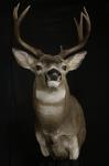 Blacktail Deer Shoulder Mount
