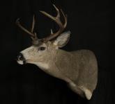 Blacktail Deer Shoulder Mount