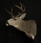 Blacktail Deer Shoulder Mount