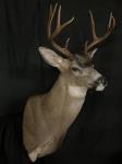 Blacktail Deer Shoulder Mount