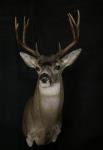 Blacktail Deer Shoulder Mount