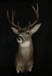 Blacktail Deer Shoulder Mount