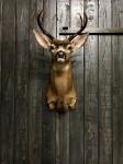 Blacktail Deer Shoulder Mount