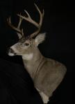 Blacktail Deer Wall Pedestal