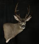 Blacktail Deer Pedestal Mount