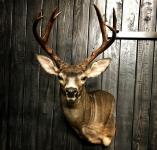 Blacktail Deer Wall Pedestal