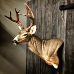 Blacktail Deer Wall Pedestal