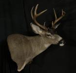 Blacktail Deer Pedestal Mount