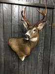 Blacktail Deer Wall Pedestal