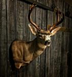 Blacktail Deer Wall Pedestal