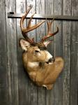 Blacktail Deer Wall Pedestal