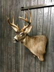 Blacktail Deer Wall Pedestal