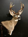 Blacktail Deer Wall Pedestal