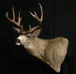 Blacktail Deer Wall Pedestal