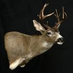 Blacktail Deer Wall Pedestal