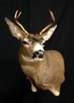 Blacktail Deer Wall Pedestal